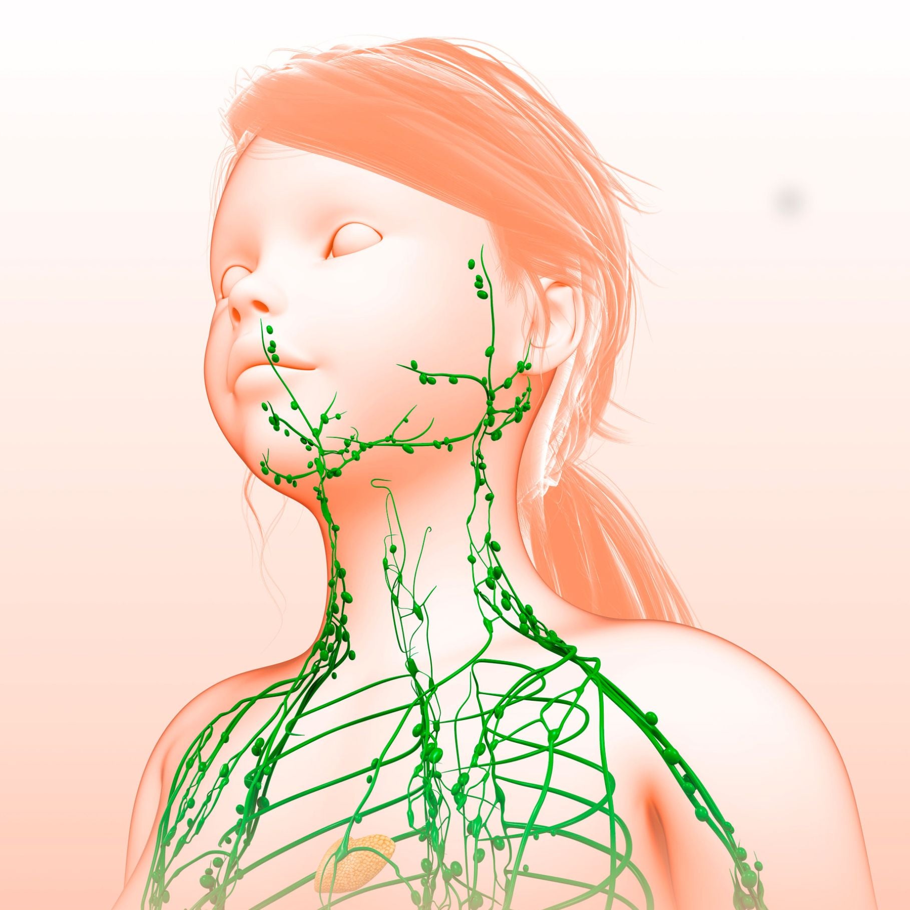 Eine schematische Darstellung eines menschlichen Oberkörpers und Kopfes, die das Lymphsystem in grün hervorhebt